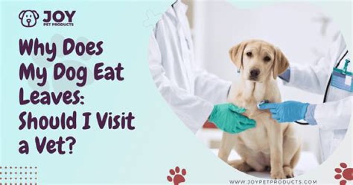 Why does my dog eat cleavers?