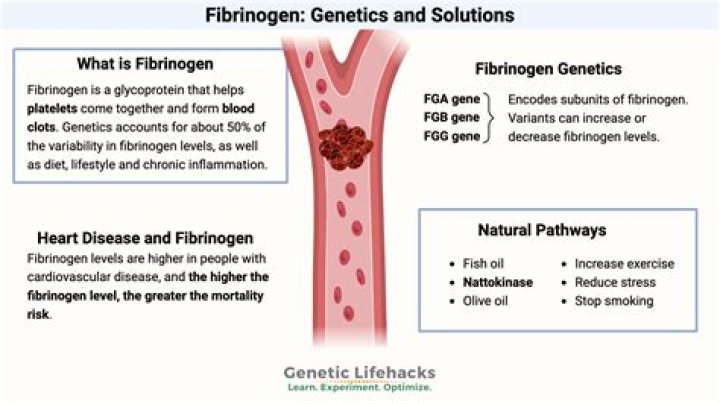 Why fibrinogen increase in pregnancy?