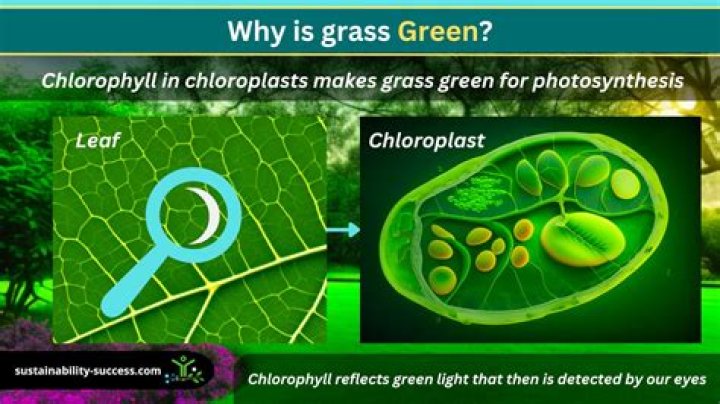 Why grass is green?
