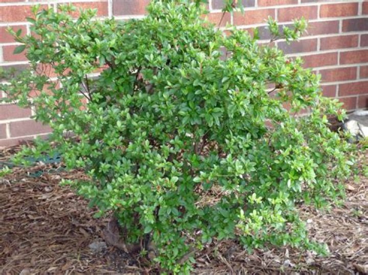 Why has my azalea not flowered?