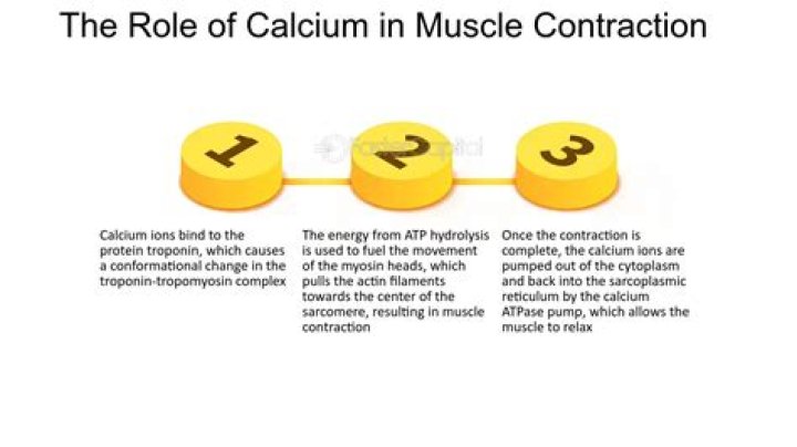 Why is calcium not required for muscle contraction?