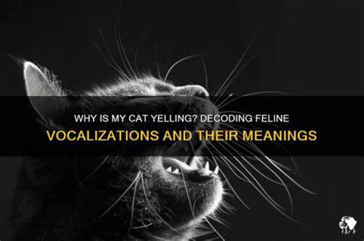 Why is cat yelling?