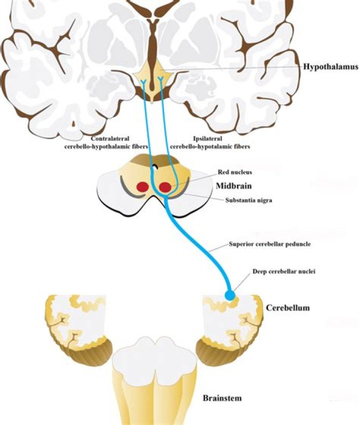 Why is cerebellum ipsilateral?