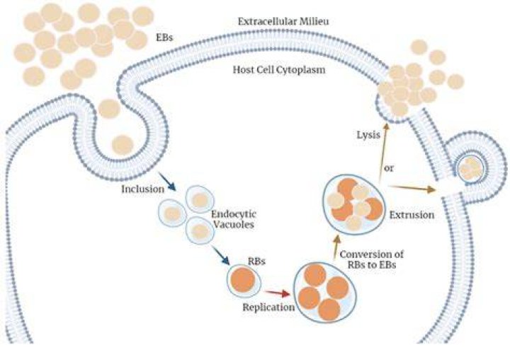 Why is chlamydia trachomatis test done?