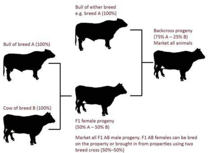 Why is crossbreeding used in breeding programs?