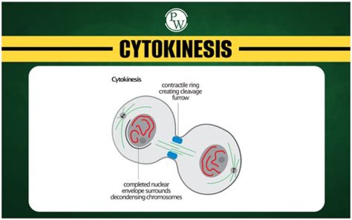 Why is cytokinesis important in cell division?