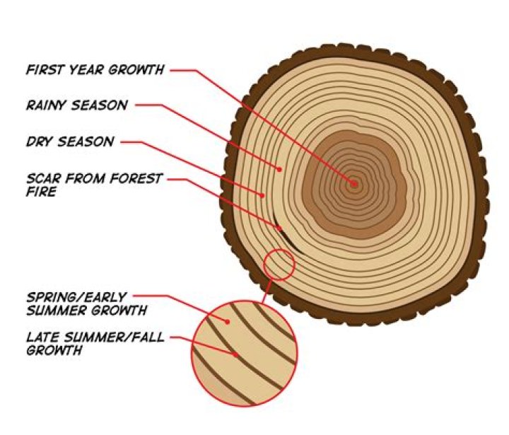 Why is dendrology important?