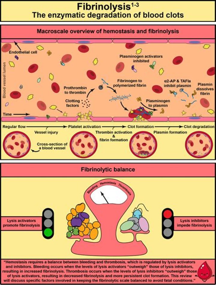 Why is fibrinolytic system important?