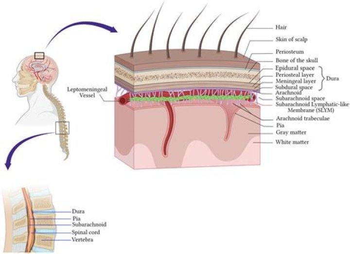Why is it called the leptomeninges?