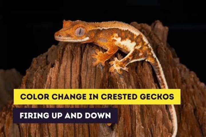 Why is my crested gecko changing color?