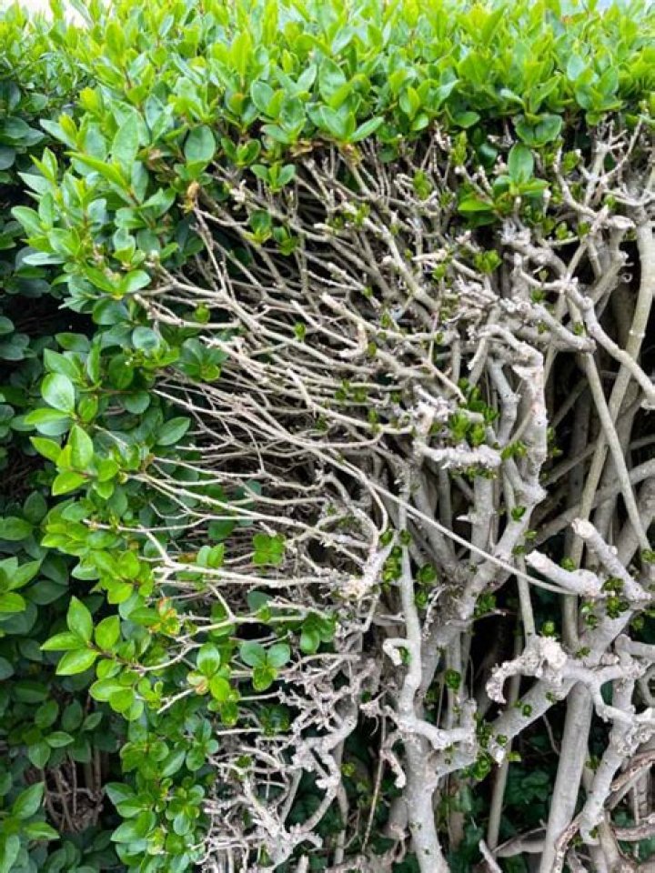 Why is my ligustrum tree dying?