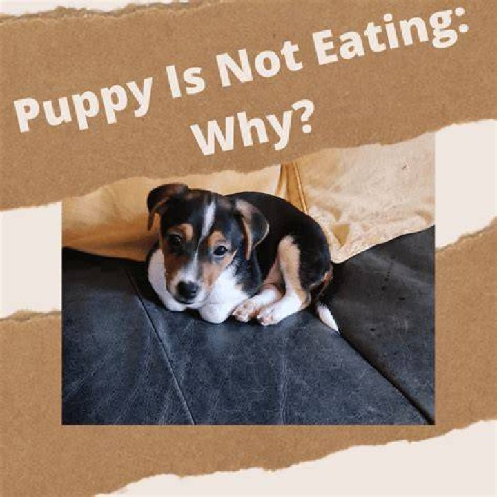 Why is my puppy not being active?