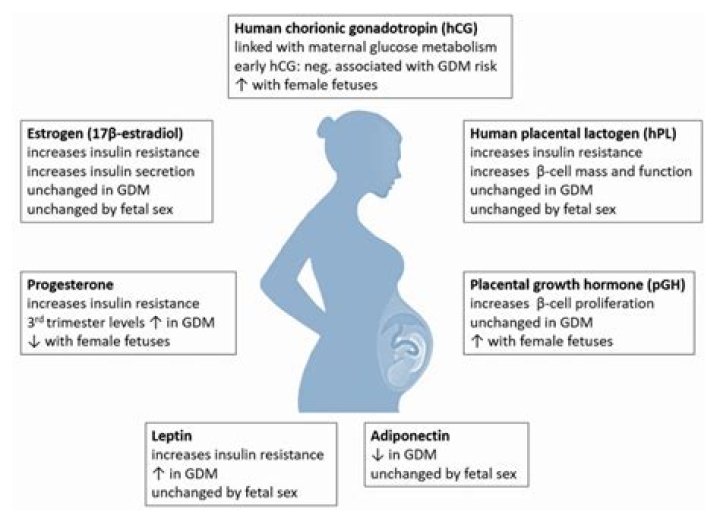 Why is pregnancy a diabetogenic state?