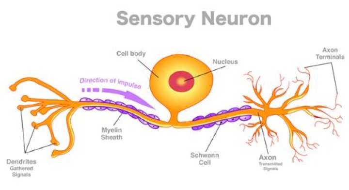 Why is sensory neuron?