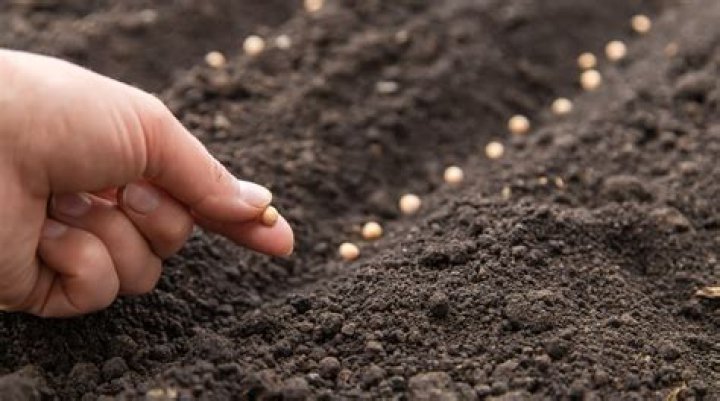 Why is the soil loosened before seeds are sown?