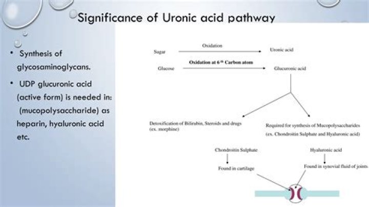 Why is uronic acid important?
