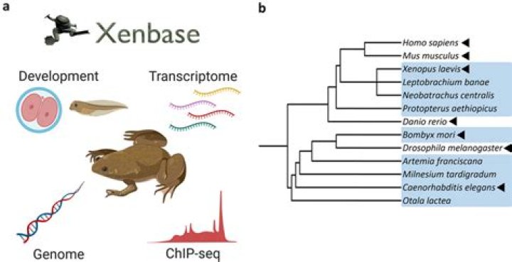Why is xenopus a good model organism?