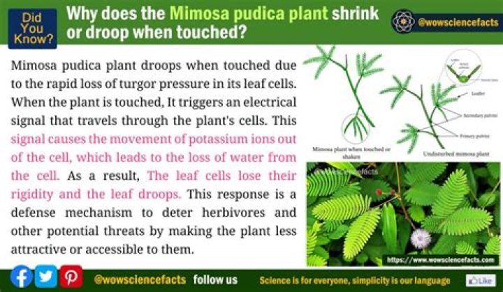 Why mimosa pudica shrink?