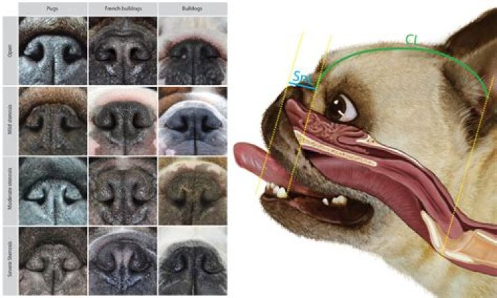 Why pugs have breathing problems?