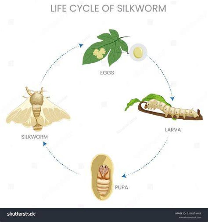 Why pupa is important?