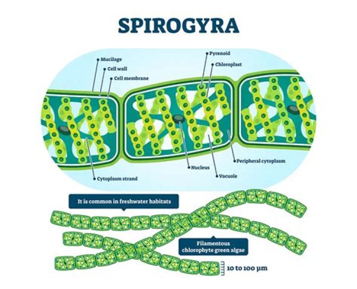 Why spirogyra is classified as a living thing?