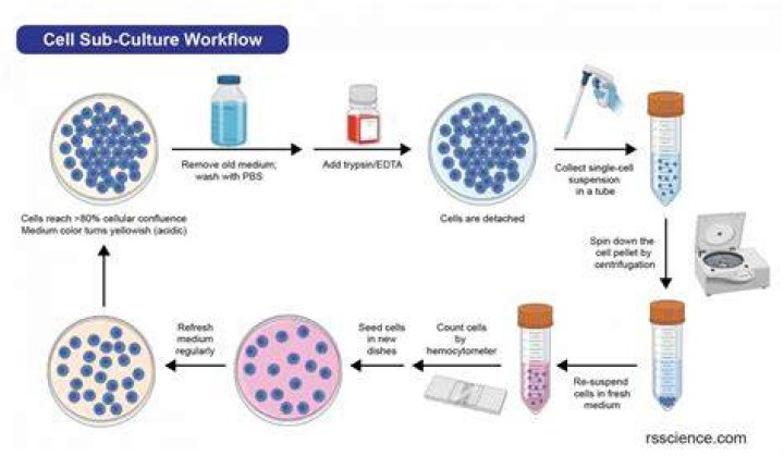 Why subculture of cells is necessary?