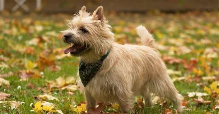 Why ticket collector called toto a dog?