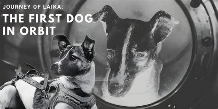 Why was laika important?