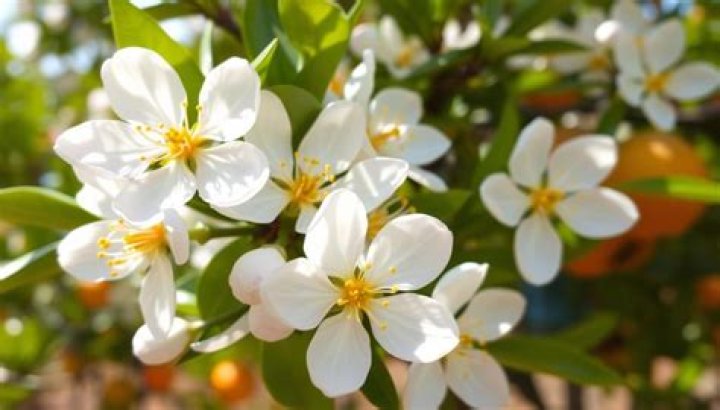 Why won't my orange tree bloom?