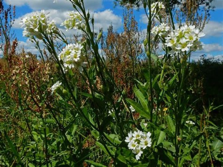 Will 24d kill hoary alyssum?