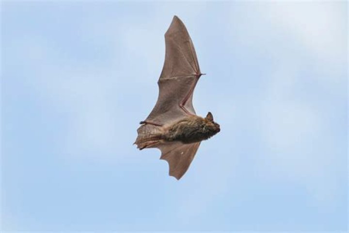 Will a bat fly into a net?