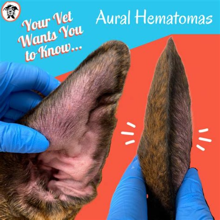 Will a dog's ear hematoma go away?