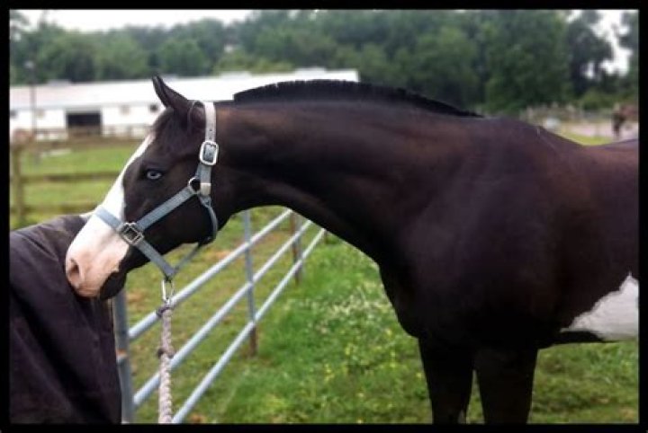 Will a hogged mane grow back?
