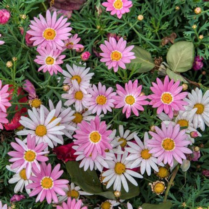 Will argyranthemum grow in shade?