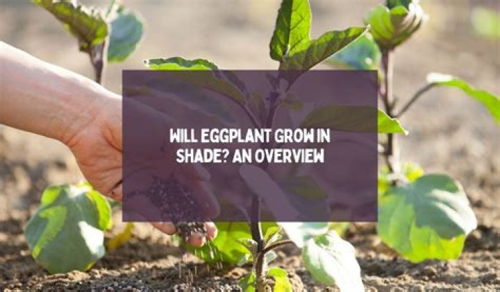 Will aubergine grow in shade?