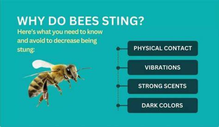 Will bees sting you for no reason?