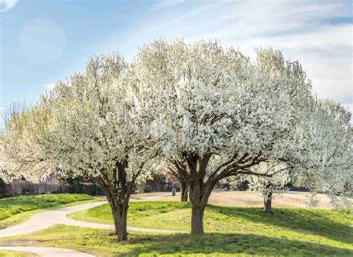 Will bradford pear tree grow back?