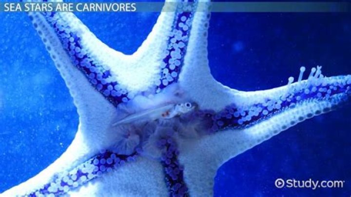 Will brittle stars eat coral?