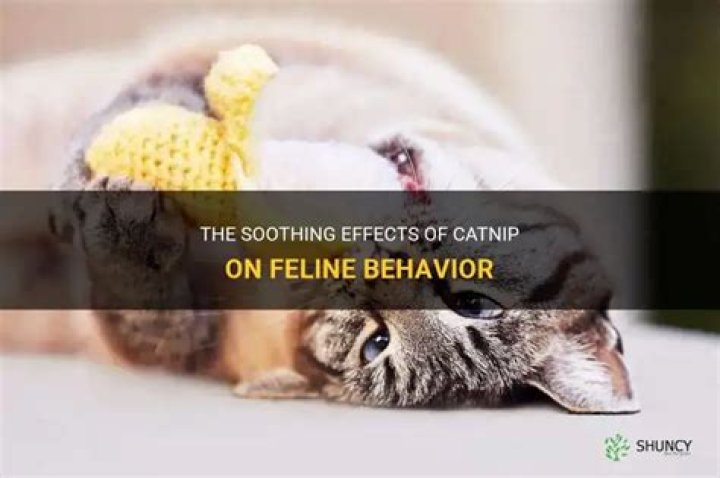 Will catnip mellow out my cat?