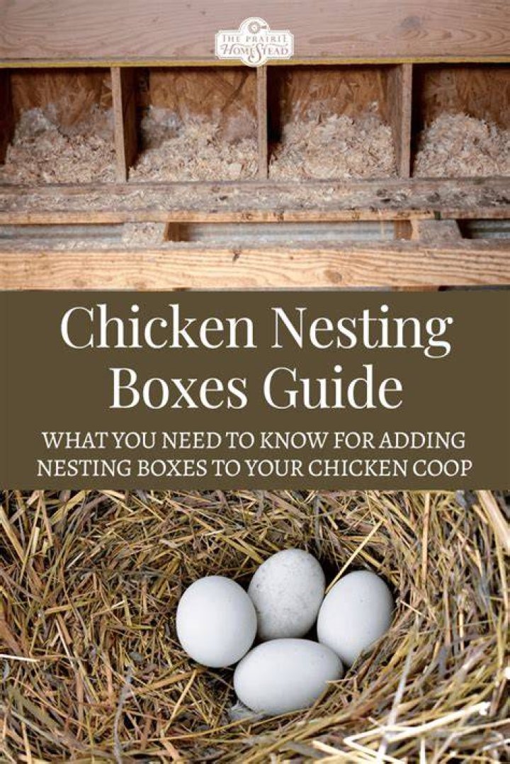 Will chickens lay without nesting box?