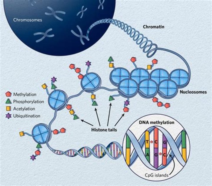 Will chromosomes and genes affect behavior?