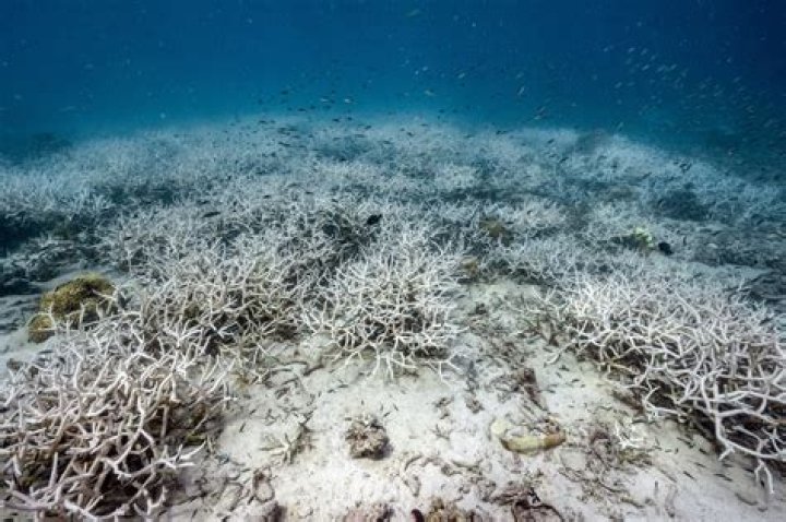 Will coral reefs go extinct?