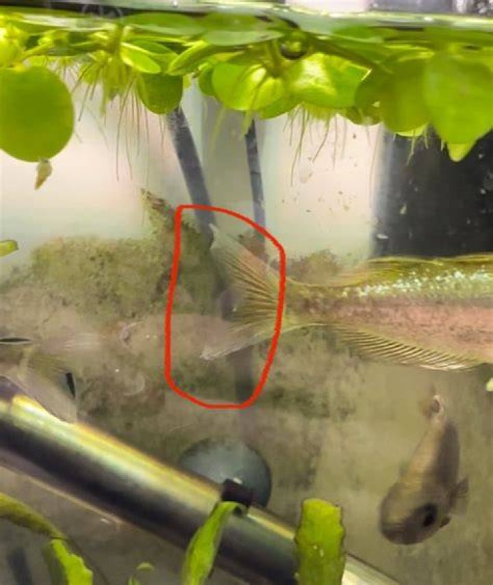 Will fin nipping kill my fish?