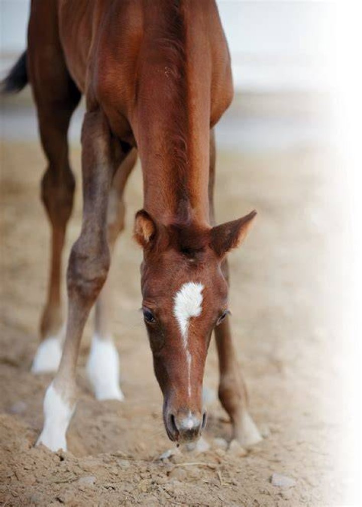 Will foals legs straighten?