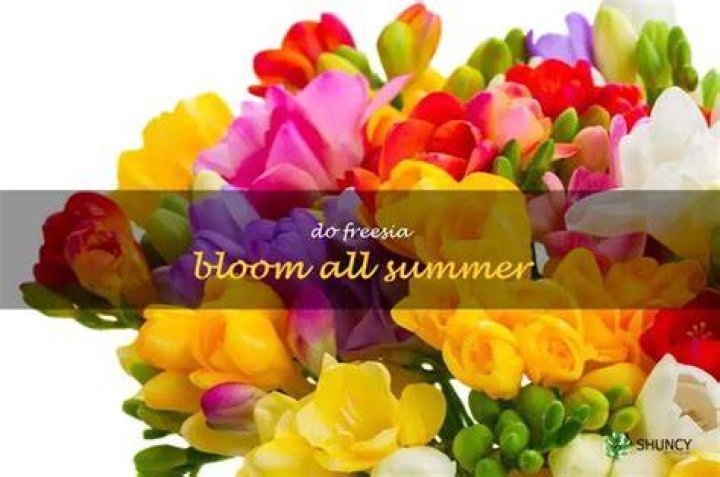 Will freesia bloom all summer?
