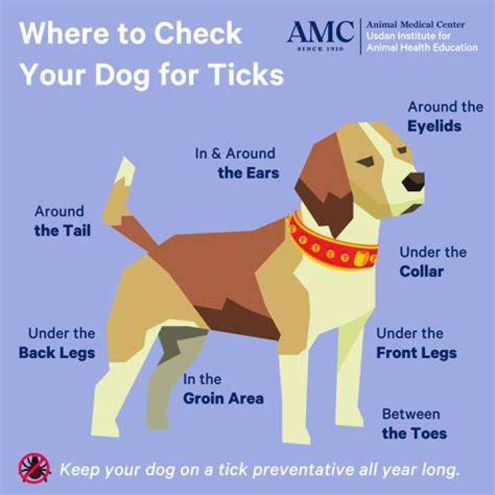 Will lyme disease kill my dog?