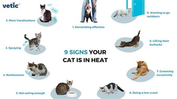 Will my cat warm up to my dog?
