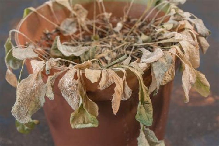 Will plants die if not repotted?