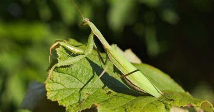 Will praying mantis stay in my garden?