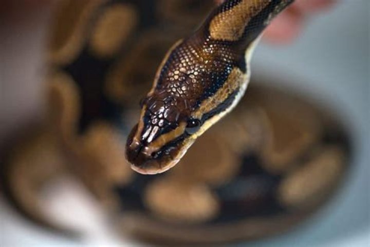 Will pythons eat eggs?